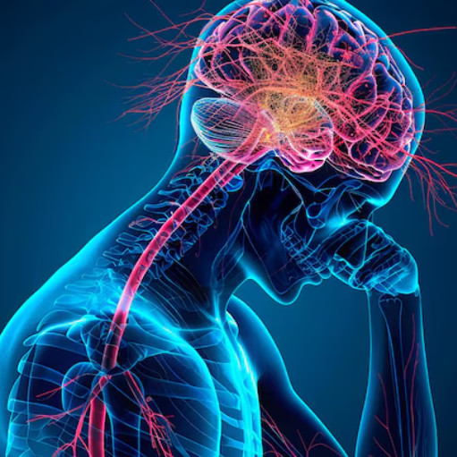 Imagem ilustrativa do curso de Neuroanatomia